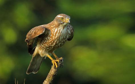Birdwatchers flock to Philippines’ Cagayan for grey .
